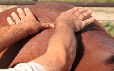 Prochaine session      cycle 3 « praticien expert en Shiatsu équin et Tuina équin »